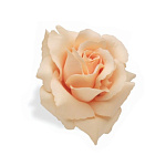 Цветок для велосипеда Electra Rose Cream